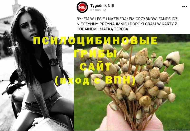 omg сайт  Волхов  Галлюциногенные грибы Magic Shrooms  купить наркотик 